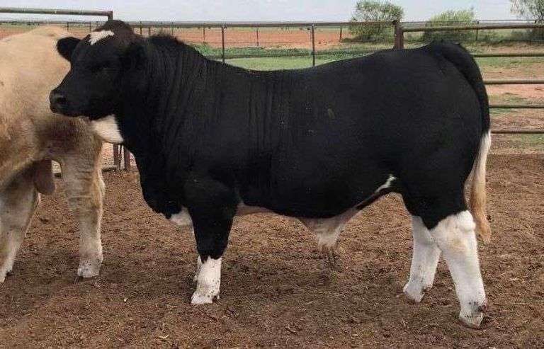 WEBSTER EL CHAPO D SEMEN