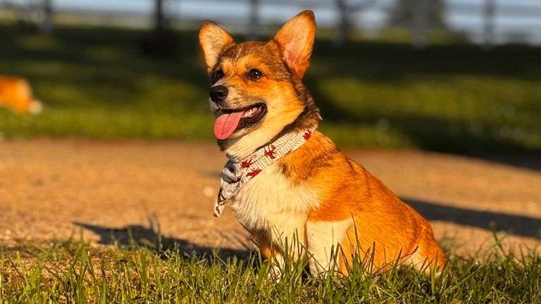 SULLIVAN CORGI B