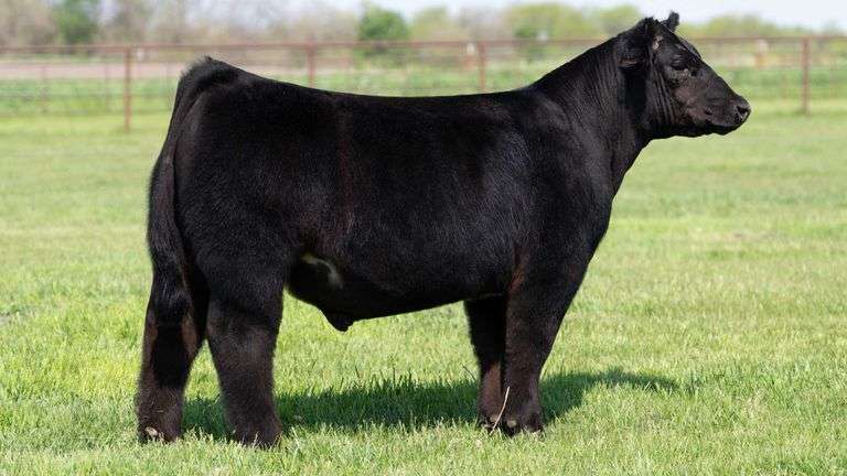 WEBSTER TAG 26 STEER