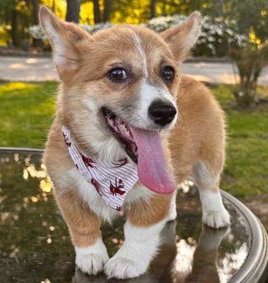 SULLIVAN CORGI A