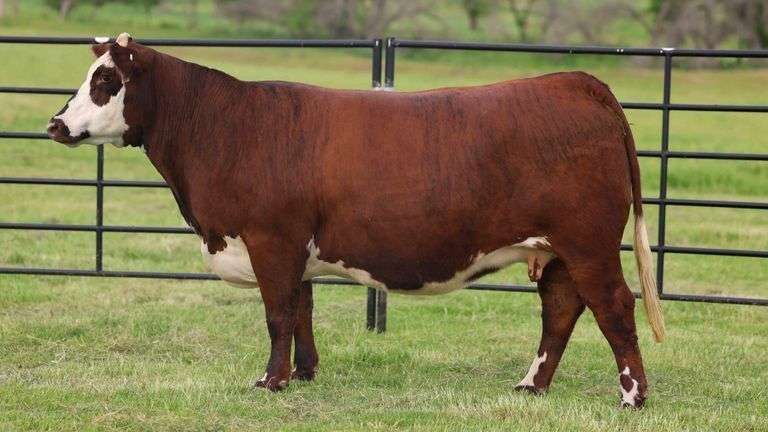 3 EMBRYOS AMERICAN BEAST X POTTS 1461