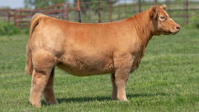 WEBSTER TAG 30 HEIFER