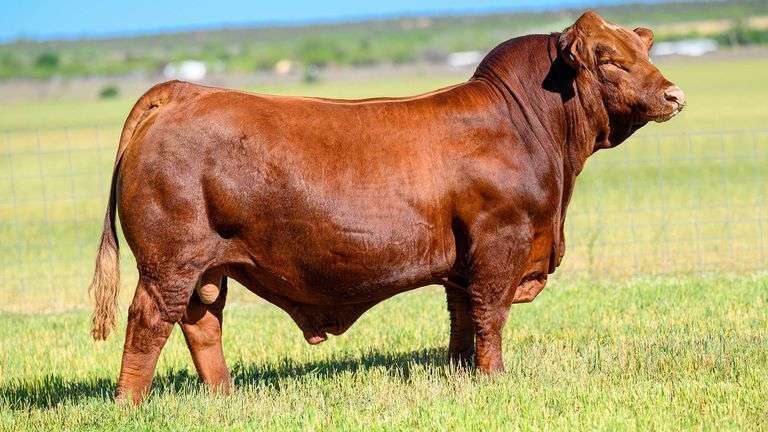 5 UNITS OF REDEMPTION SEMEN