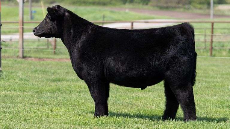 WEBSTER TAG 35 STEER