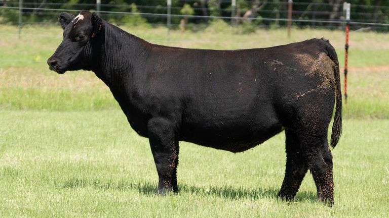 HOLLEY TAG J32 HEIFER