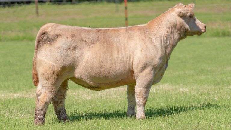 HOLLEY TAG 765-5 HEIFER