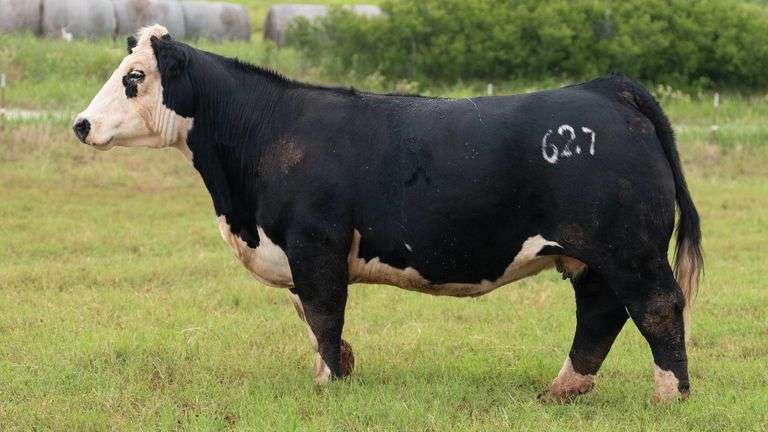 HOLLEY TAG 627 HEIFER