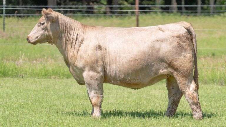 HOLLEY TAG 217 HEIFER