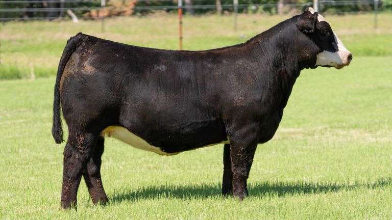 HOLLEY TAG 50 HEIFER