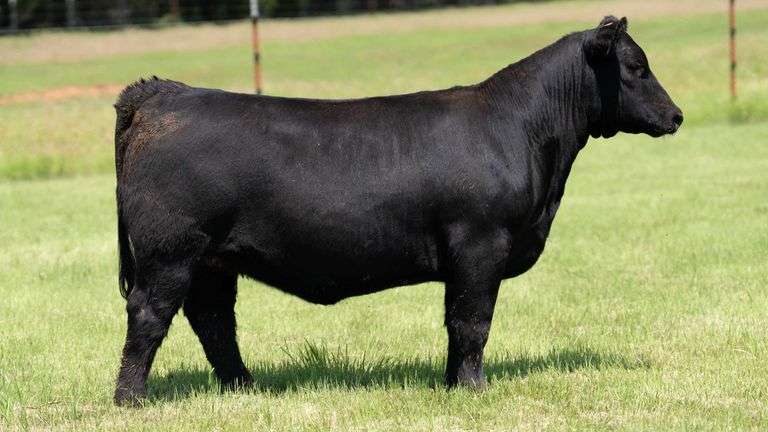 HOLLEY TAG 772-6 HEIFER