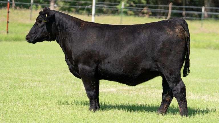 HOLLEY TAG 817 HEIFER