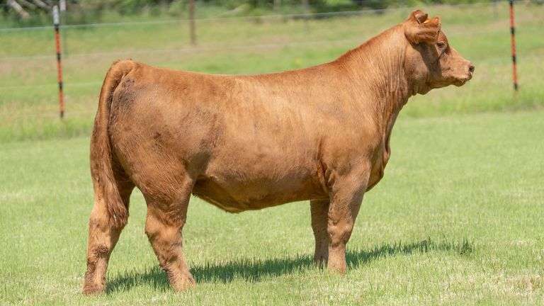 HOLLEY TAG 745-4 HEIFER