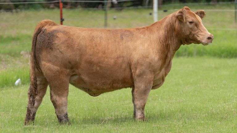 HOLLEY TAG R18 HEIFER