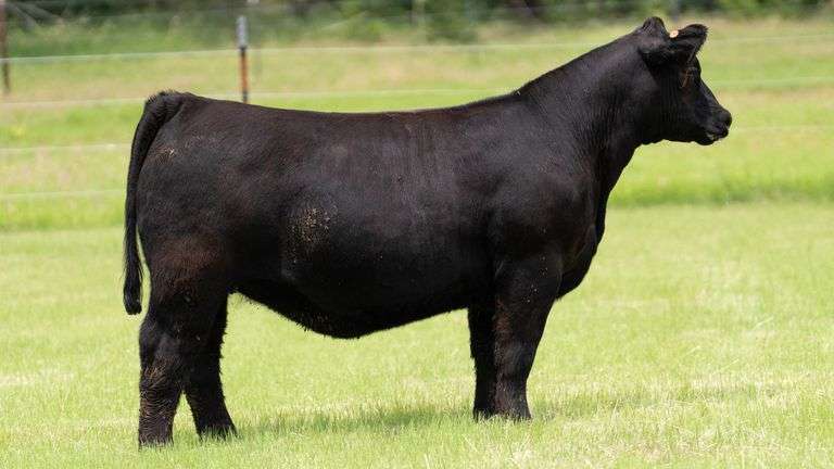 HOLLEY TAG R27 HEIFER