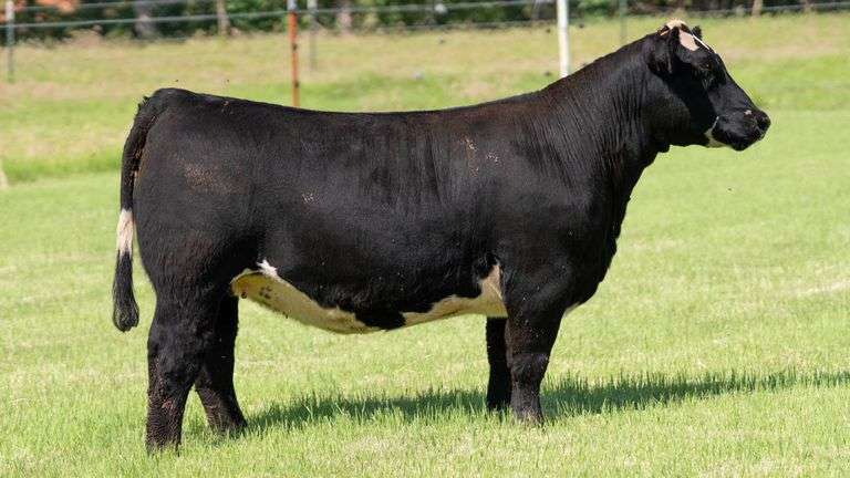 HOLLEY TAG 126 HEIFER