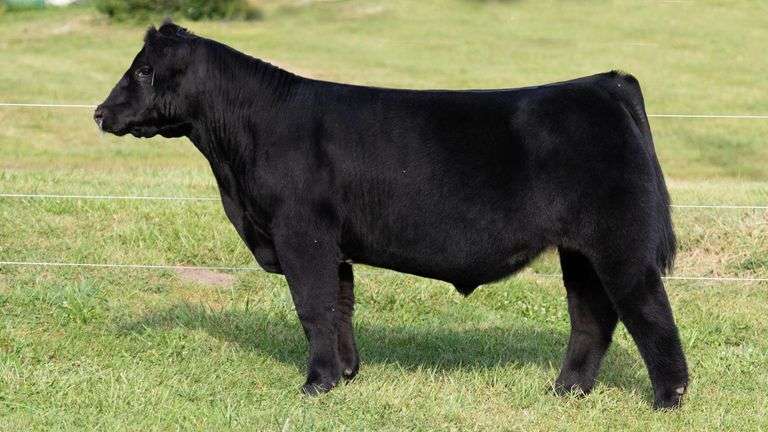 3R TAG 502 STEER