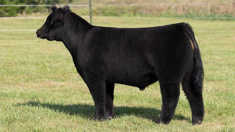 3R TAG 508 STEER