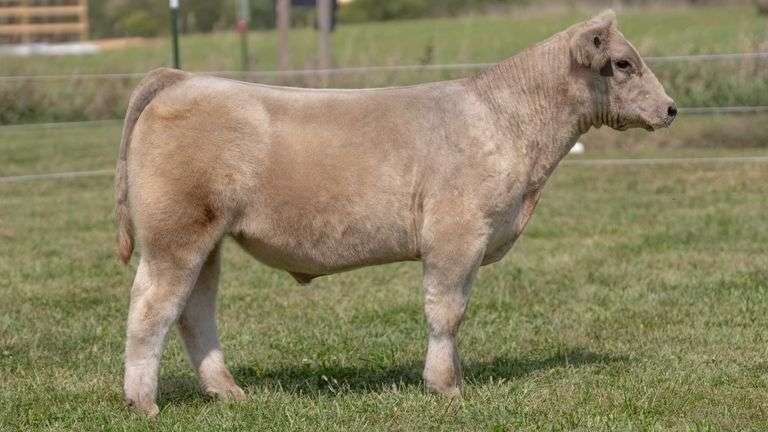 3R TAG 507 STEER