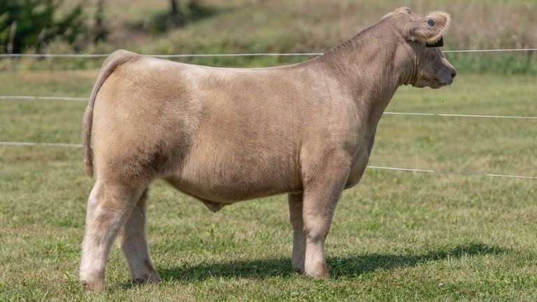 3R TAG 503 STEER