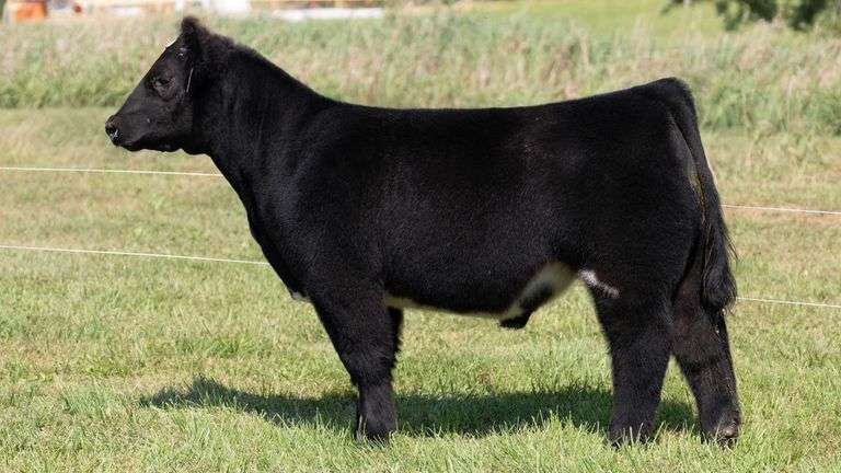 3R TAG 511 STEER