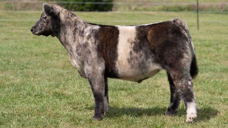 3R TAG 518 STEER
