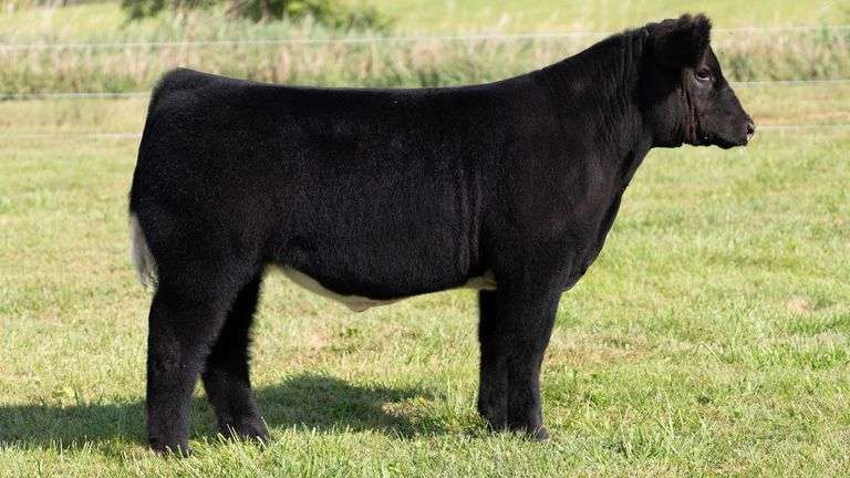 3R TAG 505 STEER