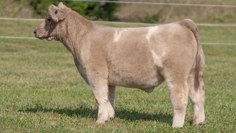 3R TAG 514 STEER