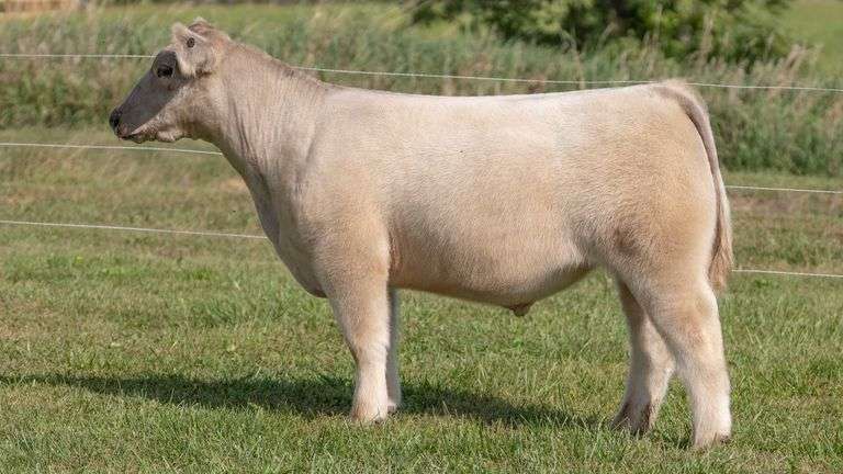 3R TAG 517 STEER