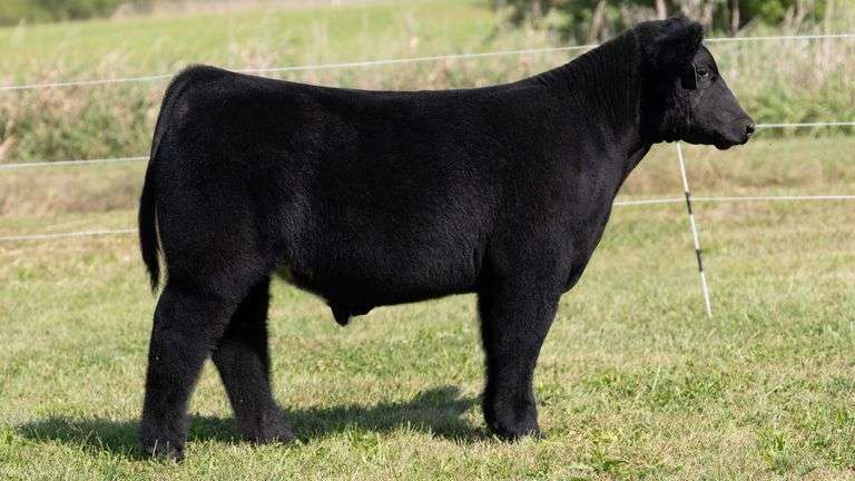 3R TAG 516 STEER