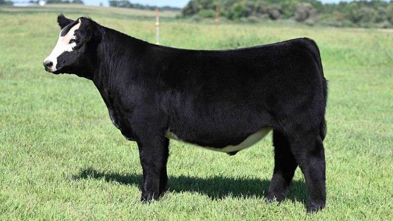 BOESL TAG 41 STEER