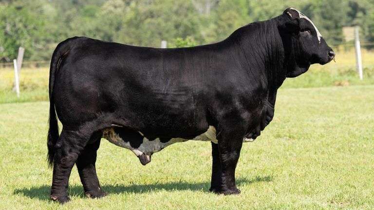 5 UNITS OF FULL HOUSE SEMEN