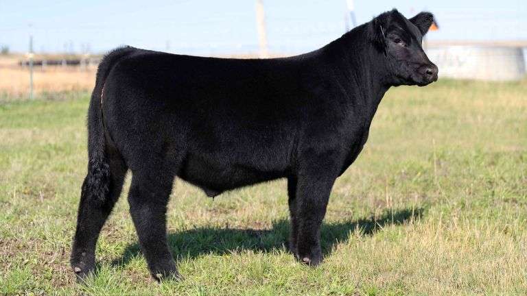 HOCKADAY TAG 4 STEER