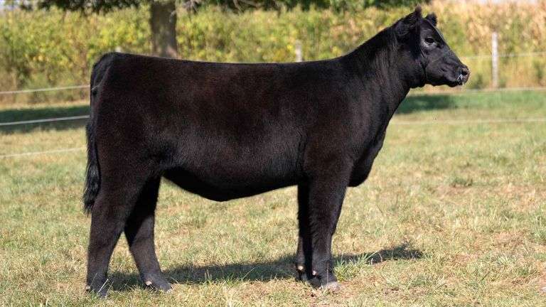 FOUT TAG 3 MAINE-ANGUS/LOW CHI HEIFER