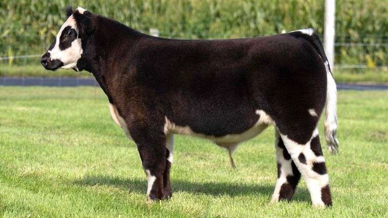 HENSCHLER TAG 105 STEER