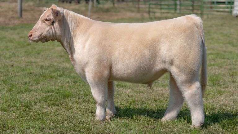 WEBER TAG 206 STEER