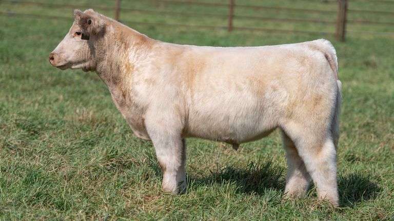 SMITH TAG 31 STEER