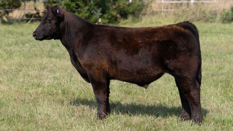 FORMAN BOOT CREEK TAG 26  STEER