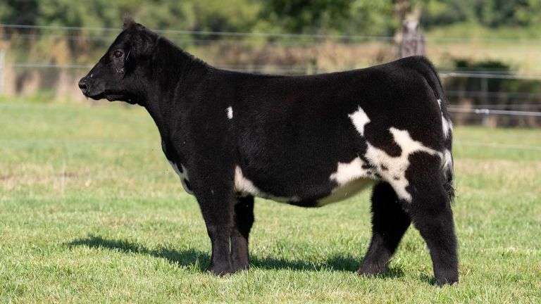 FRAKER TAG 83 HEIFER