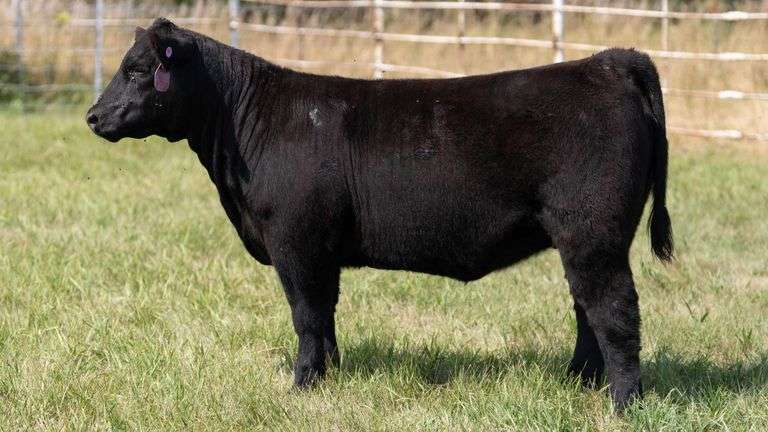 FORMAN BOOT CREEK TAG 35  HEIFER