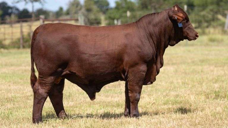 TAG 5057 BULL