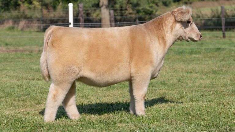 FRAKER TAG 82 HEIFER