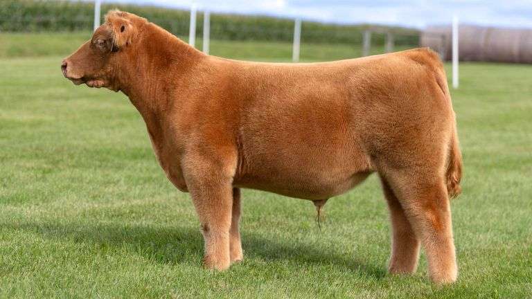 LORENTZ TAG 2 STEER
