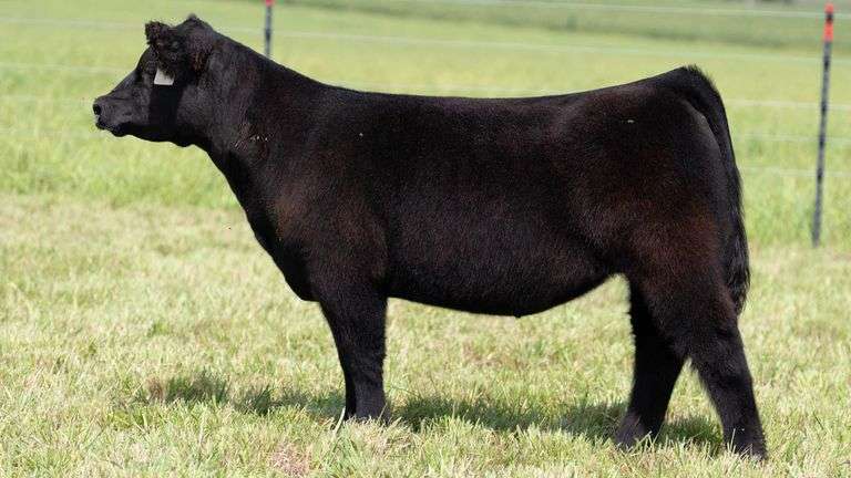 STREIT TAG 52 HEIFER