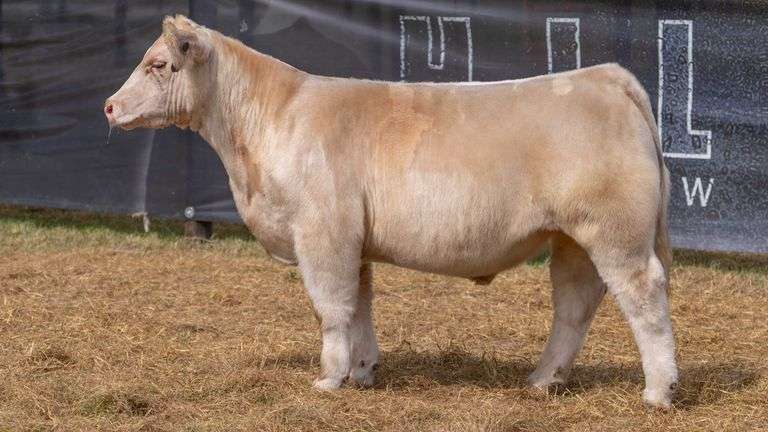 HILBERT TAG 15 STEER