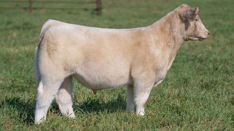 SMITH TAG 22 STEER