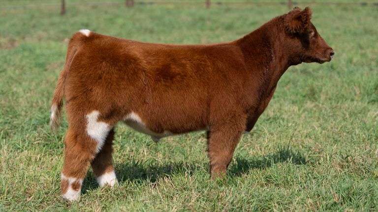 SMITH TAG 50 STEER