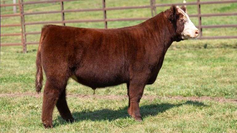 WEDIG TAG 16 STEER