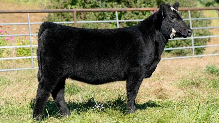 BEESON TAG 21 HEIFER