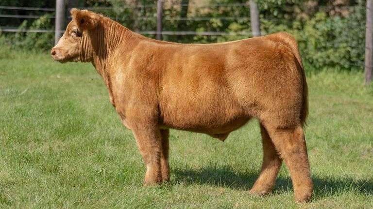 SMITH FARMS TAG 566 STEER