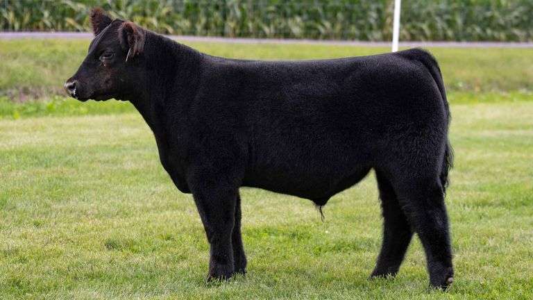 LORENTZ TAG 9 STEER
